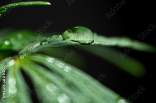 Macro shot of a canabioid plant. Dew on a leaf of hemp. A drop of water on marijuana. Close-up of cannabis on a black background. Selective focus. Shallow depth of field. © romsvetnik