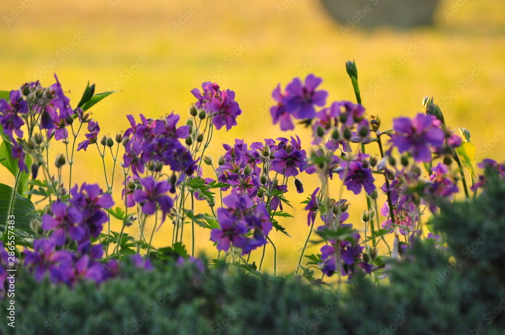 Obraz premium lila Blumen vor gelbem Rapsfeld