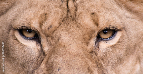 Photography eyes of the lion