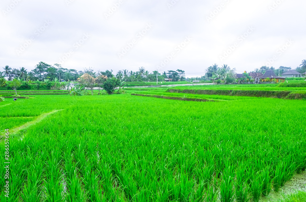 Fototapeta premium Rice terraces. Traditional rice fields in Bali. Green rice field farm background.