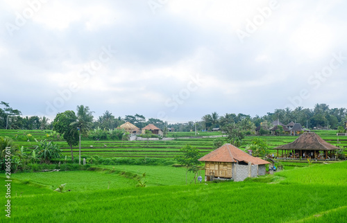 Rice terraces. Traditional rice fields in Bali. Green rice field farm background.