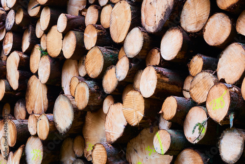 Woodpile of freshly harvested spruce logs. Trunks of trees cut and stacked in forest. Wooden Logs. Selective focus