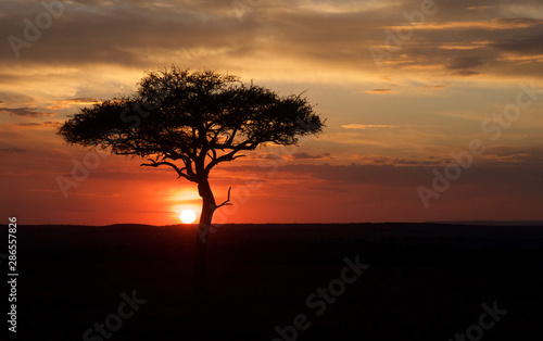 Sun setting on a beautiful colourful golden sky with an acacia tree in the foreground.