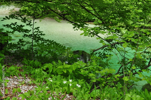 Grüner Fluss Bohinj