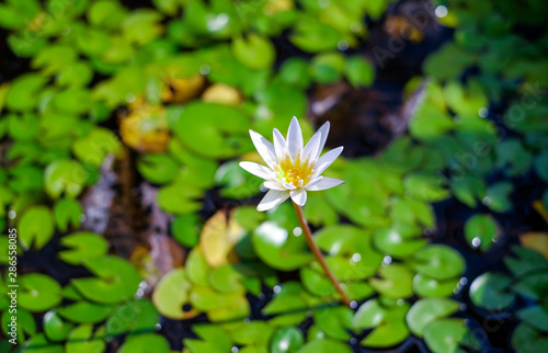 Lotus on a long stem. White water Lily in the pond in summer  Nymphaea alba.