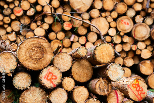 Woodpile of freshly harvested spruce logs. Trunks of trees cut and stacked in forest. Wooden Logs. Selective focus