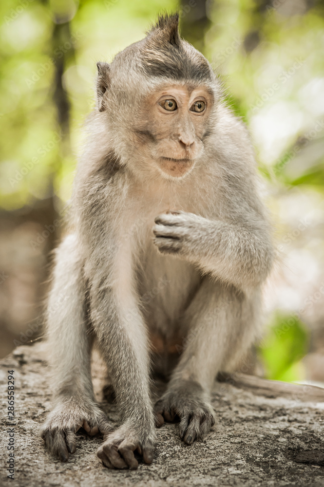 Photo of long tailed macaque monkey at secret monkey forest Photo of long tailed macaque monkey at secret monkey forest