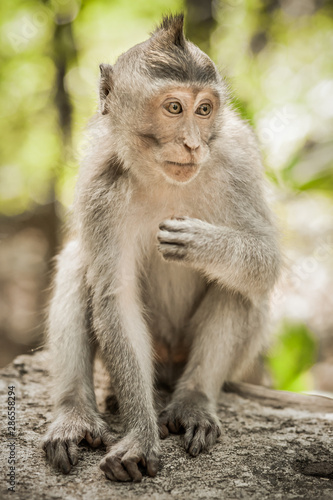 Photo of long tailed macaque monkey at secret monkey forest © guruXOX