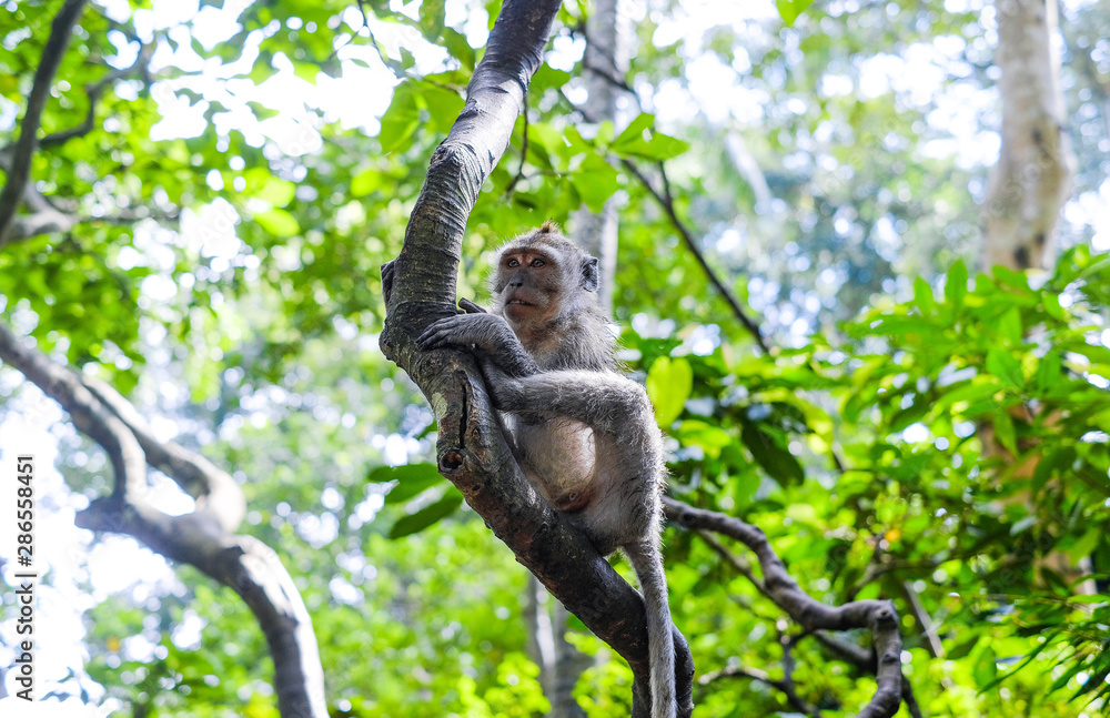 Fototapeta premium Funny monkey sitting on a tree in the jungle. Monkey forest in Bali, Ubud.