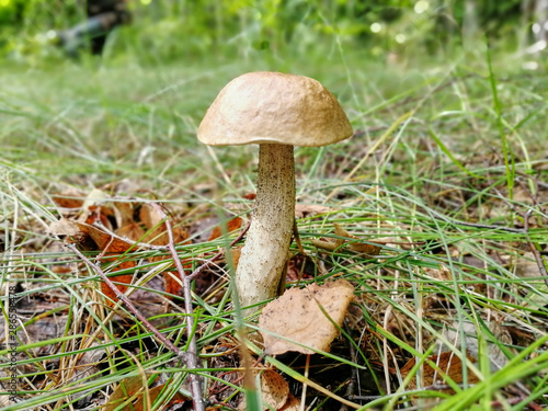 beautiful mushroom grows in the forest among the grass and leaves