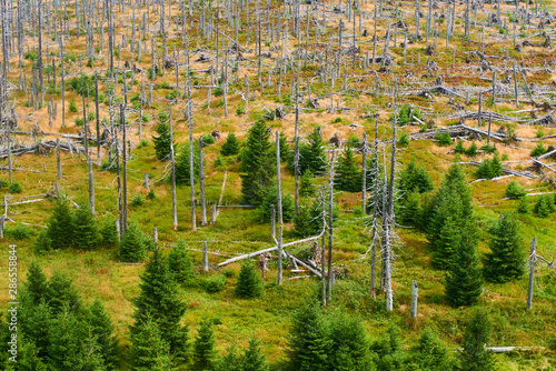 Natural forest regeneration without human intervention in national park Sumava  Bohemian Forest  near Polednik mount. Forest was destroyed in storm Kyrill and attacking by bark beetle  Czech Republic