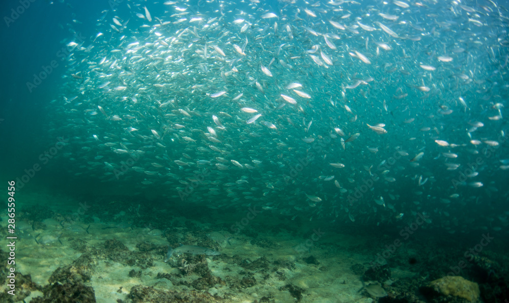 A school of fish of several different species. A school of fish of several different species.