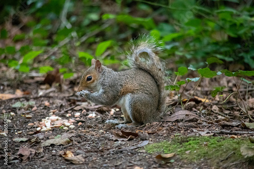 Grey Squirrel eating a nut in woodland