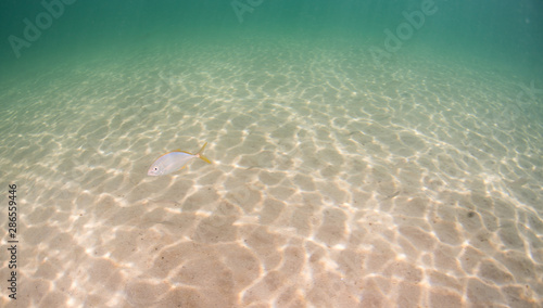 Underwater Landscape With Coral and Various Fish