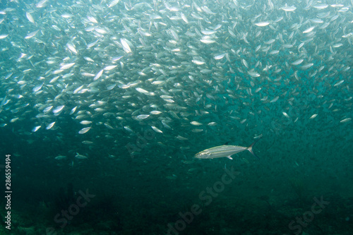 A school of fish of several different species.