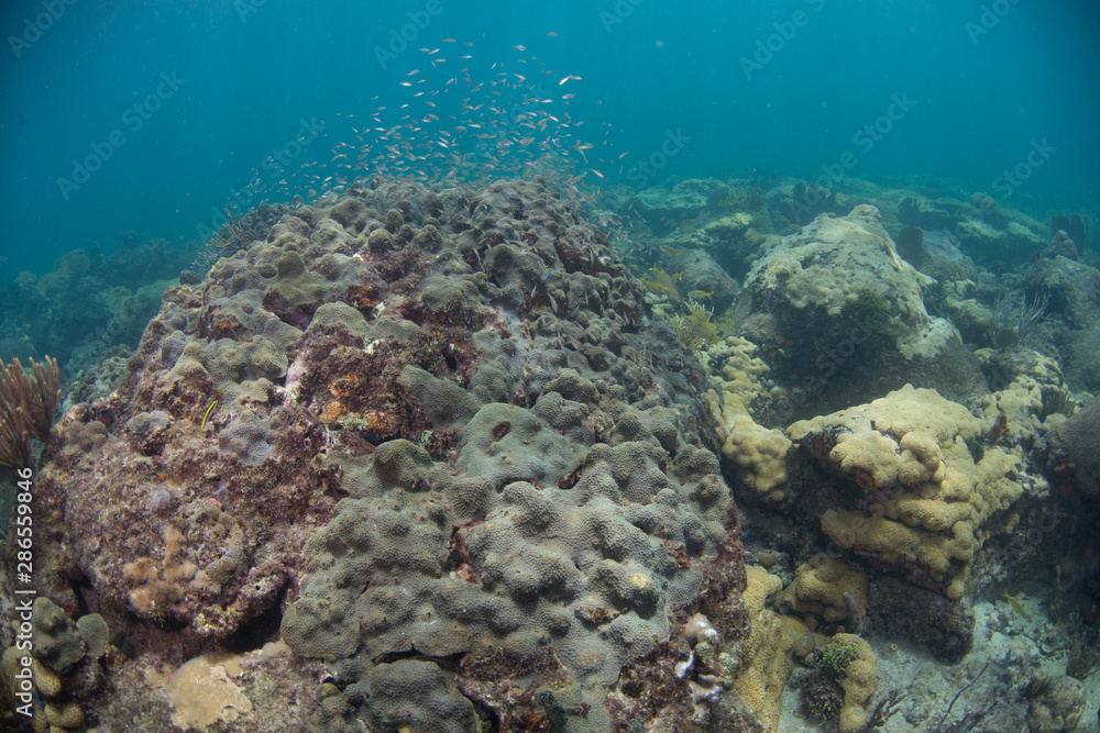 Fototapeta premium Underwater Landscape With Coral and Various Fish