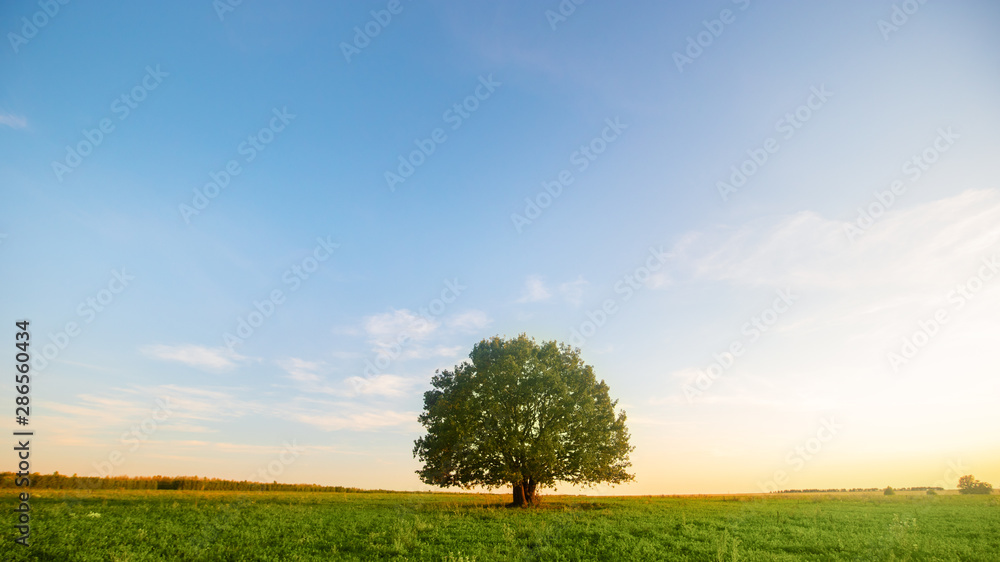 Lonely green oak tree in the field - obrazy, fototapety, plakaty 