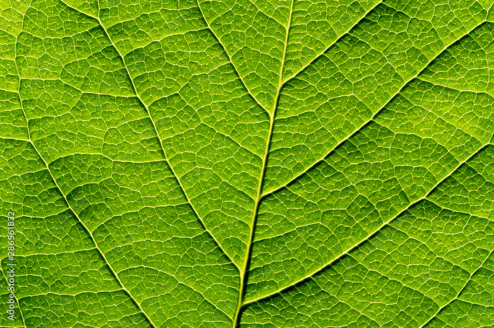 Green leaf texture, close-up. Abstract nature background. Green leaf texture, close-up. Abstract nature background.