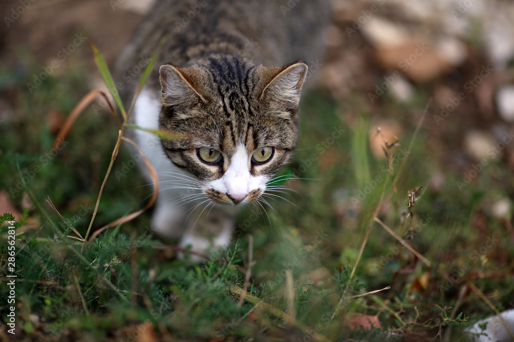 Young striped brown white cat lurks in the green grass during the hunt before the attack, before the jump, pricked up ears, with big eyes, white paws and short hair on a cloudy summer day