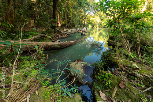 Tropical swamp