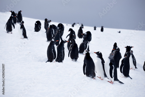 Group of small gentoo penguins try to run away in Antarctica, on the ice