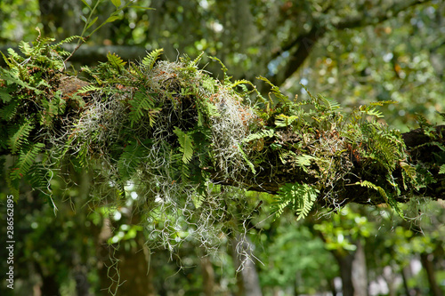 Spanish moss and ferns on a live oak branch