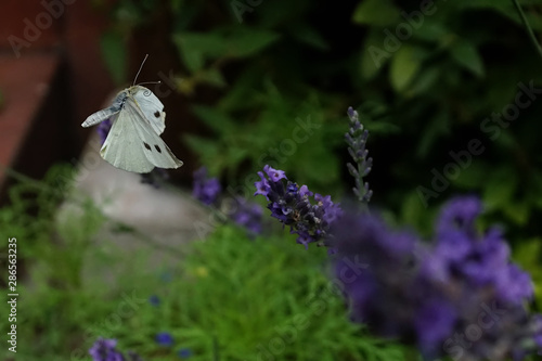 Biały motyl w locie nad lawendą w ogrodzie