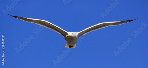 Gaviota blanca volando frontal alas desplegadas simétricas cielo azul