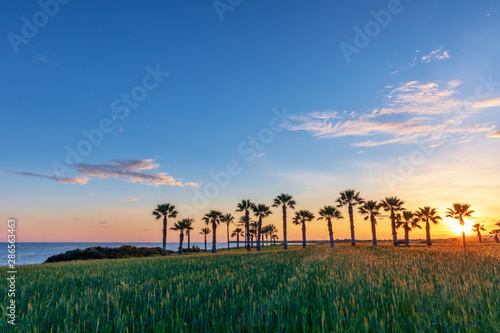 Silhouette of palms during sunset at Mazotos beach  Cyprus