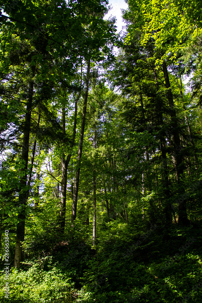 Obraz premium forest trees scattered by the sun