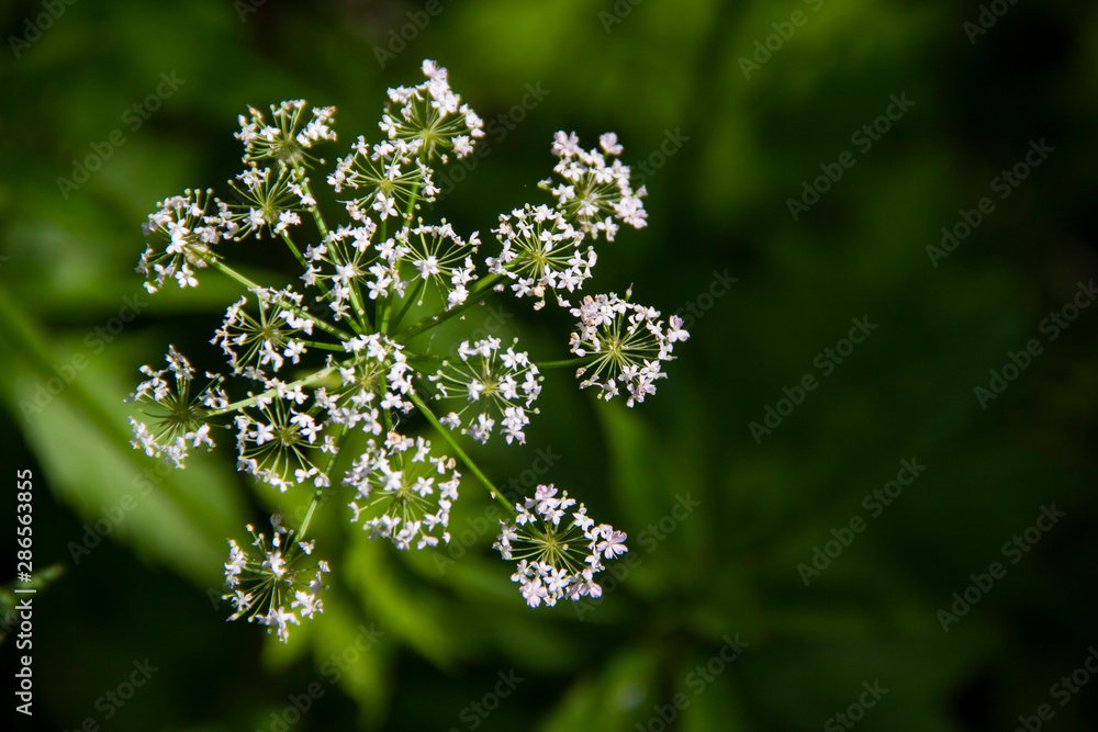beautiful wild flower with white petals on a green background beautiful wild flower with white petals on a green background