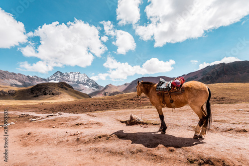 Horse stands lonely in the Peruvian countryside  in the background mountains of Peru  snow covered Andes near Cusco