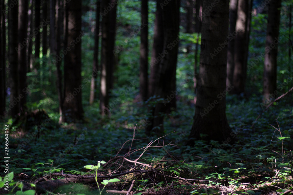 dark forest thicket with pine tree trunks