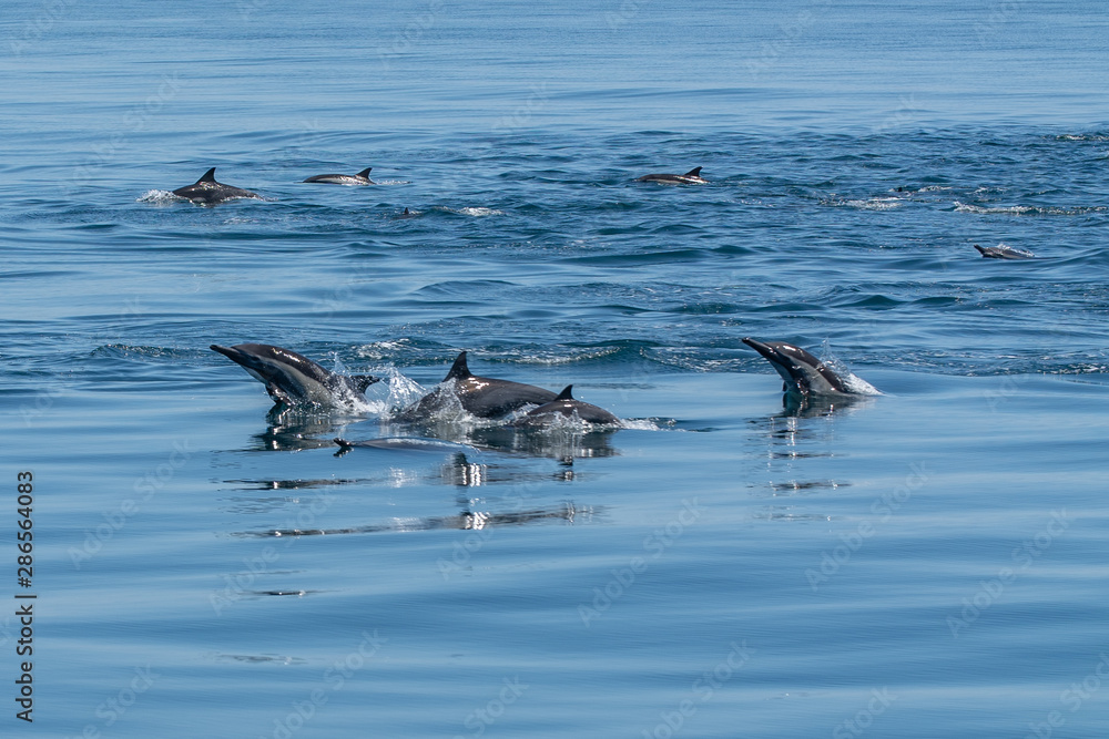 Fototapeta premium Dolphins