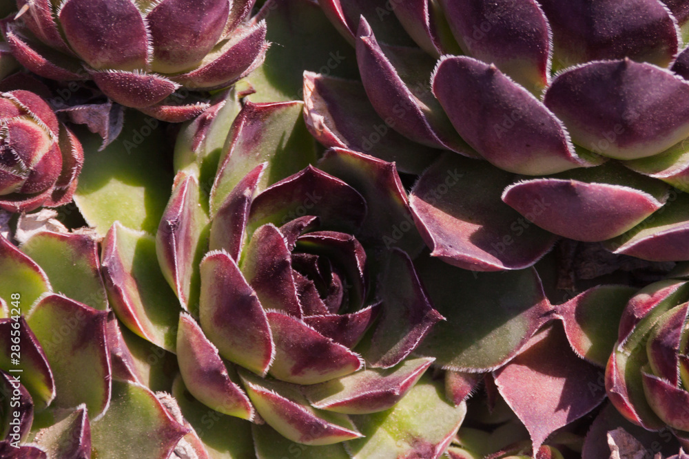 eco friendly background. Succulents in the wild close up. Trendy home indoor plants in a modern style. landscaped garden design in eco style. eco friendly background. Succulents in the wild close up. Trendy home indoor plants in a modern style. landscaped garden design in eco style.