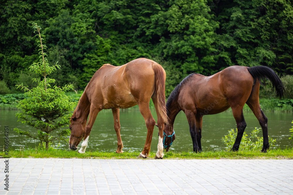 Obraz premium brown horses on green grass near the river