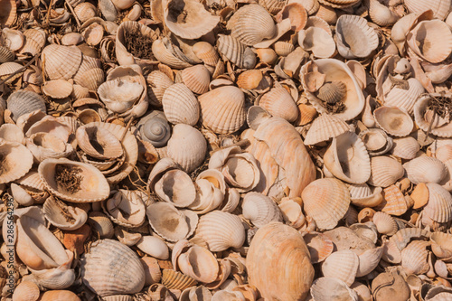 Small sea shells. a scattering of light shells. eco background. Protection of the seas and oceans, protection of nature and ecology. study of marine mollusks. Eco-friendly natural sources of calcium.