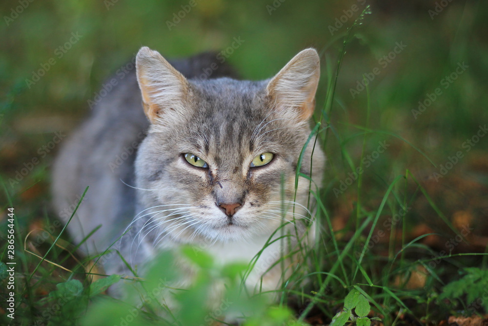 Grey frightened cat in the green grass