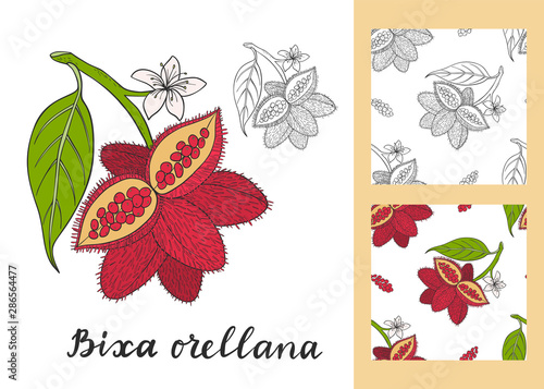 Bixa orellana (annatto, achiote) set with seamless patterns.