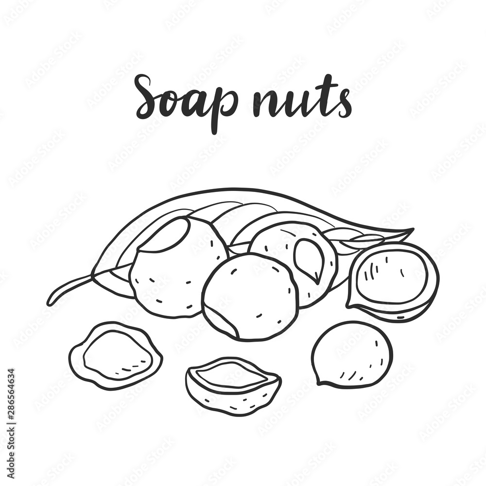 Sapindus mukorossi (soap nuts, soapberry, washnut). Sapindus mukorossi (soap nuts, soapberry, washnut).