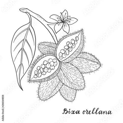 Bixa orellana (annatto, achiote).
