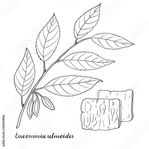 Eucommia ulmoides (Hardy Rubber Tree).