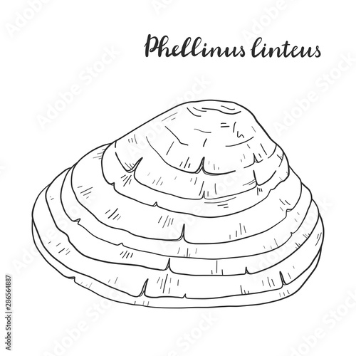 Phellinus linteus. Vector illustration.