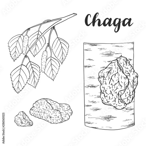 Chaga mushroom (Inonotus obliquus) set.