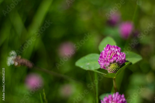 colorful clover flower on a background of green grass