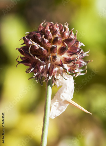 Allium vineale wild, crow, stags garlic or onion grass, small wild garlic with peculiar red color of the fruits photo