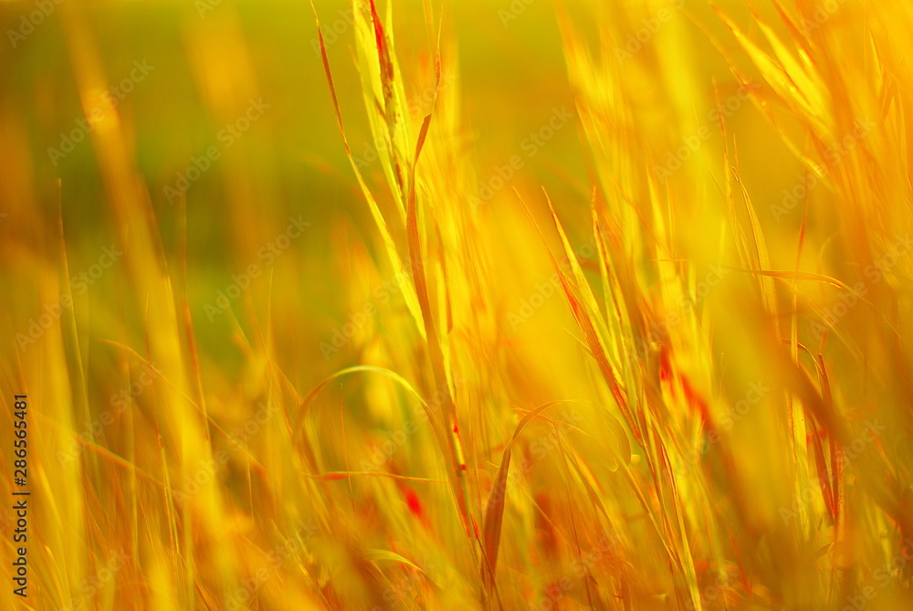 wild field plants on a green blurred background of the meadow wild field plants on a green blurred background of the meadow