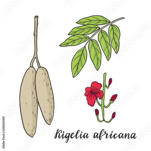 Kigelia africana (sausage tree)