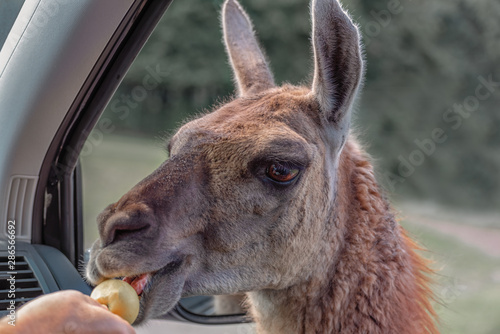 Photography Guanaco, Lama guanico peers into the car, asks for food and gets an apple