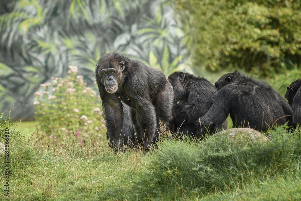 Community of chimpanzee are endangered and threatened by bushmeat hunters Community of chimpanzee are endangered and threatened by bushmeat hunters